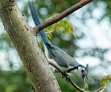 White-throated Magpie-Jay