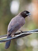 Purplish Jay