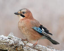 Eurasian Jay