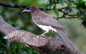 Brown Jay