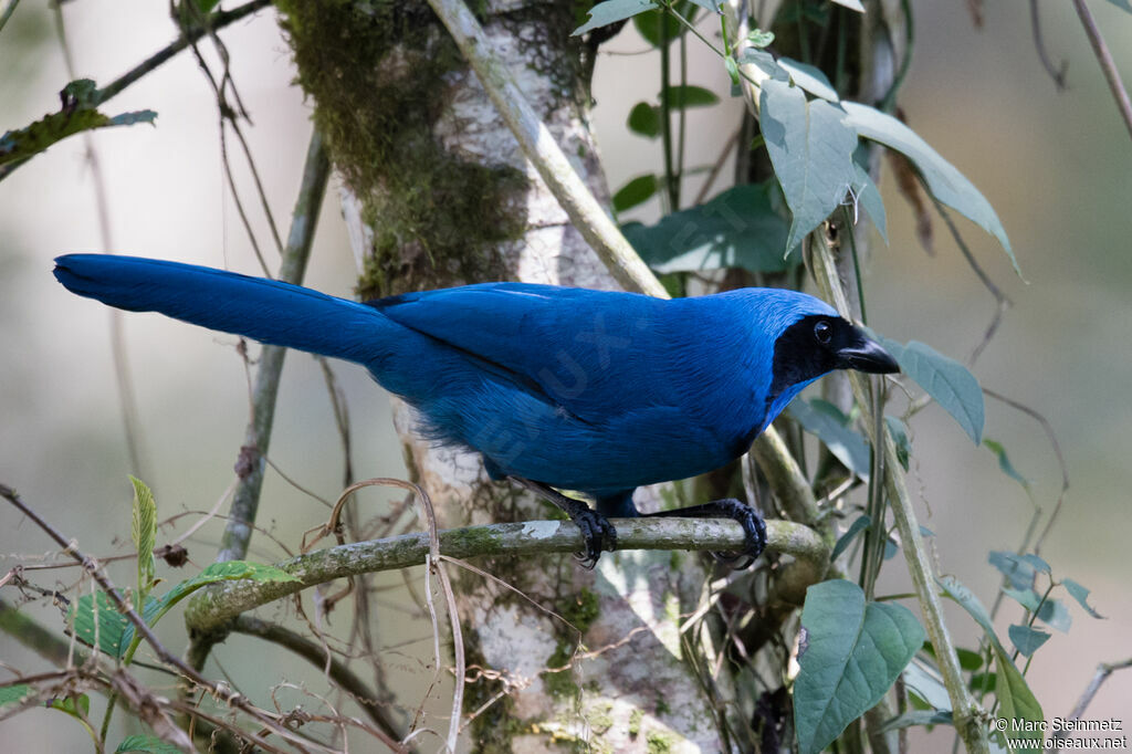 Turquoise Jay