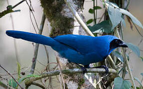 Turquoise Jay