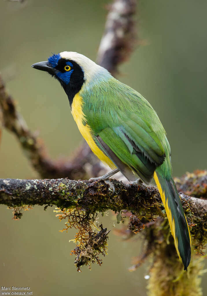 Inca Jayadult, identification