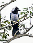 Violaceous Jay