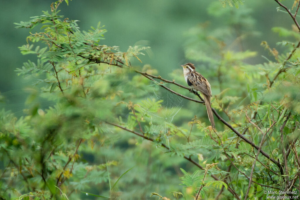 Striped Cuckoo