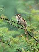 Striped Cuckoo