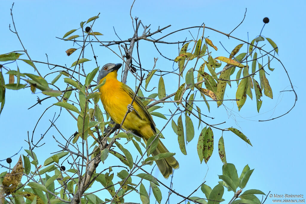 Grey-headed Bushshrike