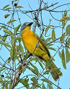 Grey-headed Bushshrike