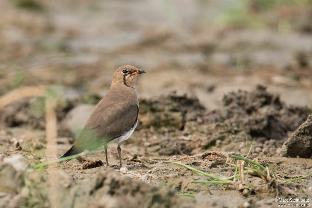 Collared Pratincole