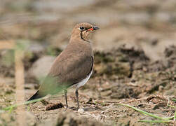 Collared Pratincole