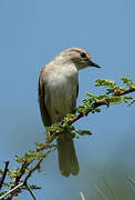 African Grey Flycatcher