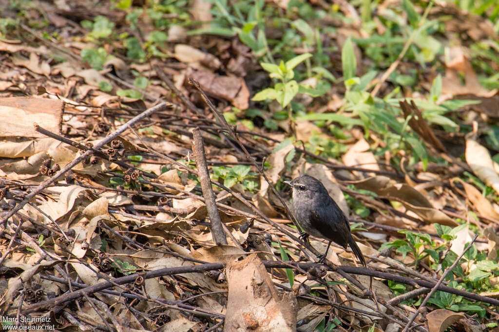 Dusky-blue Flycatcher, habitat, Behaviour