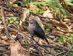 Dusky-blue Flycatcher