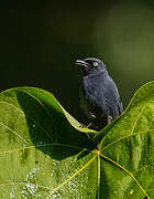 Yellow-eyed Black Flycatcher