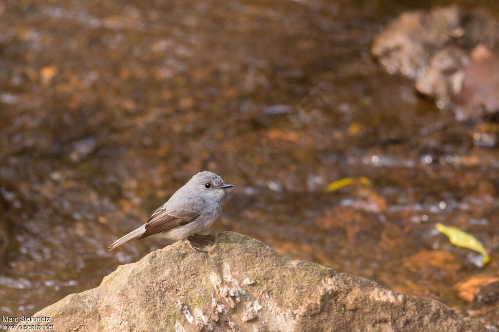 Cassin's Flycatcher, identification