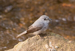 Cassin's Flycatcher