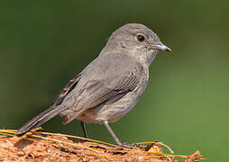 White-eyed Slaty Flycatcher