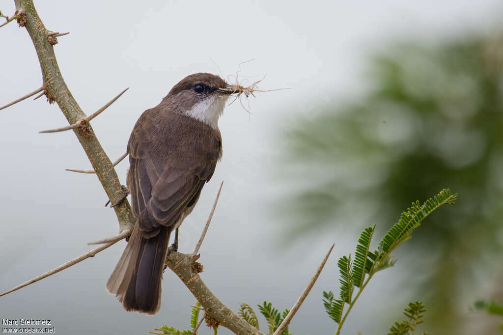 Gobemouche des maraisadulte, régime