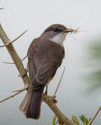 Swamp Flycatcher