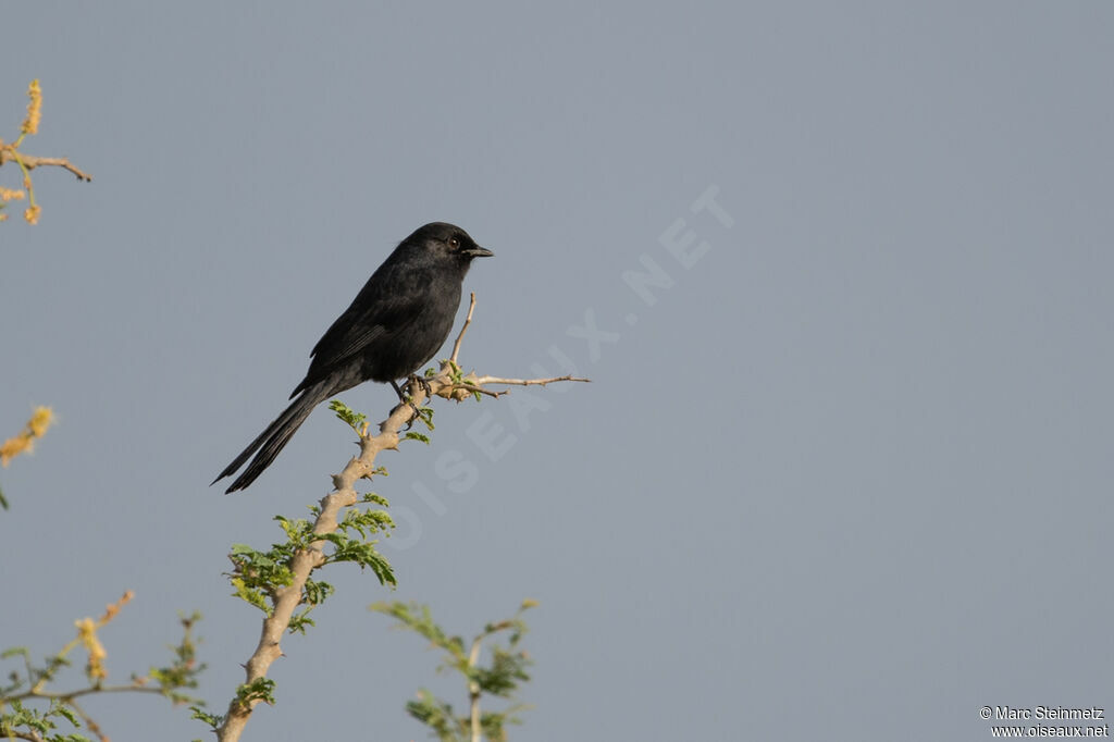 Gobemouche drongo