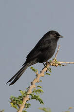 Gobemouche drongo