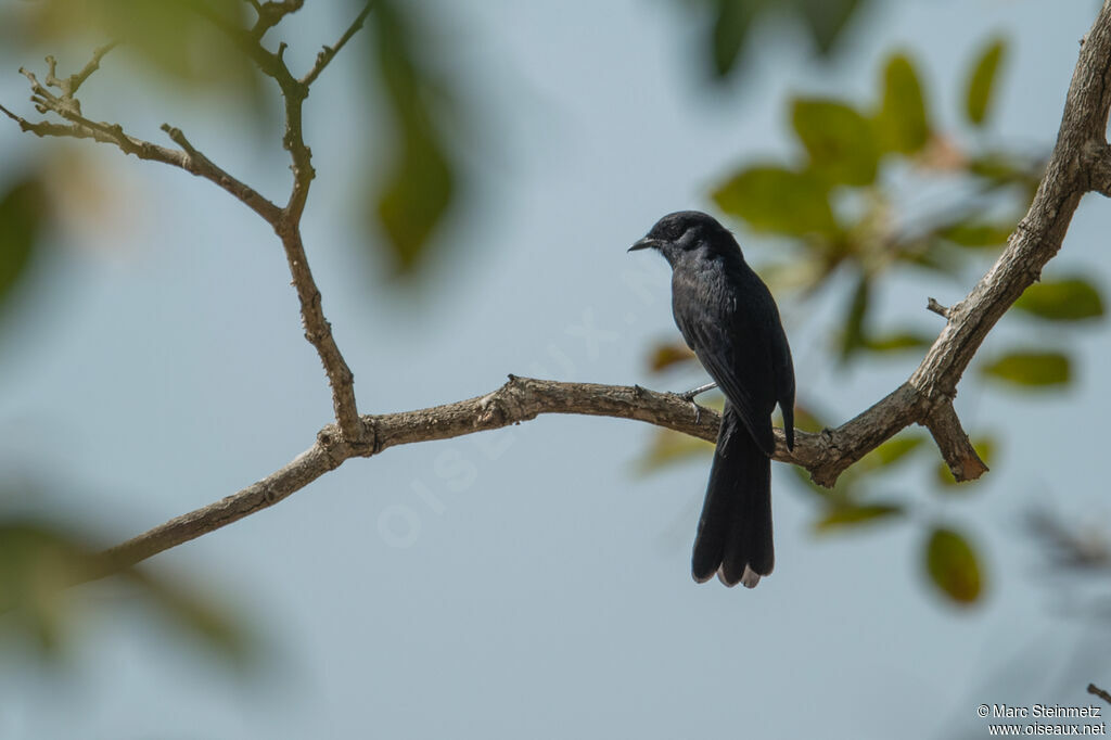 Northern Black Flycatcher