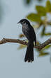 Gobemouche drongo