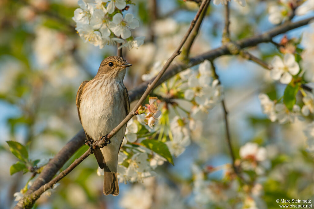 Spotted Flycatcher