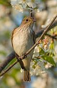 Spotted Flycatcher