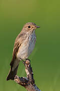 Spotted Flycatcher