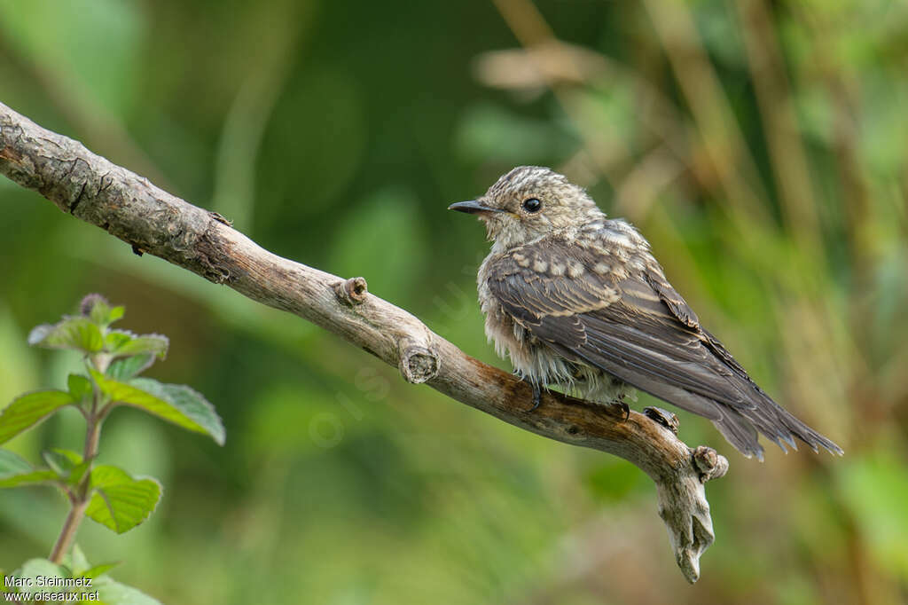 Spotted Flycatcherjuvenile, identification