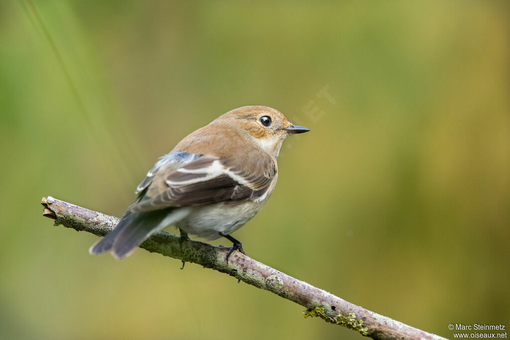 European Pied Flycatcher female