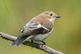 European Pied Flycatcher