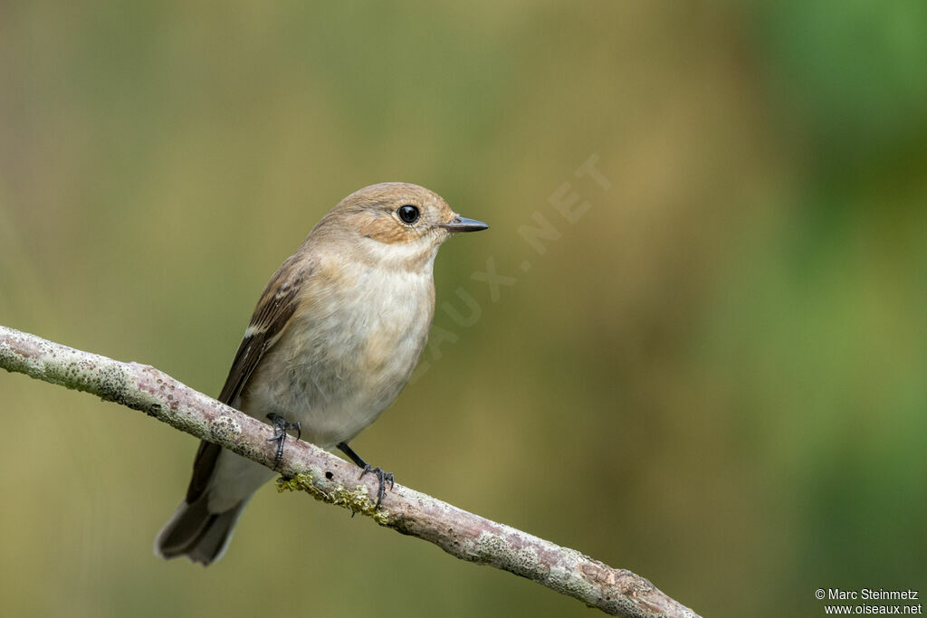 European Pied Flycatcher female