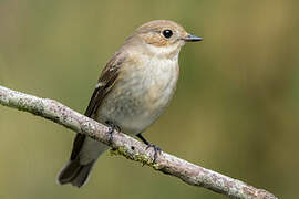 European Pied Flycatcher