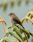 African Dusky Flycatcher