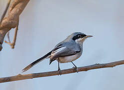 Masked Gnatcatcher