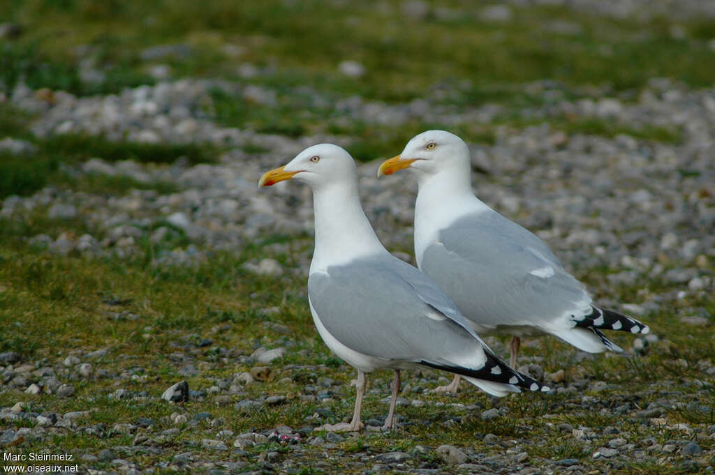 European Herring Gulladult breeding, pigmentation