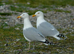 European Herring Gull