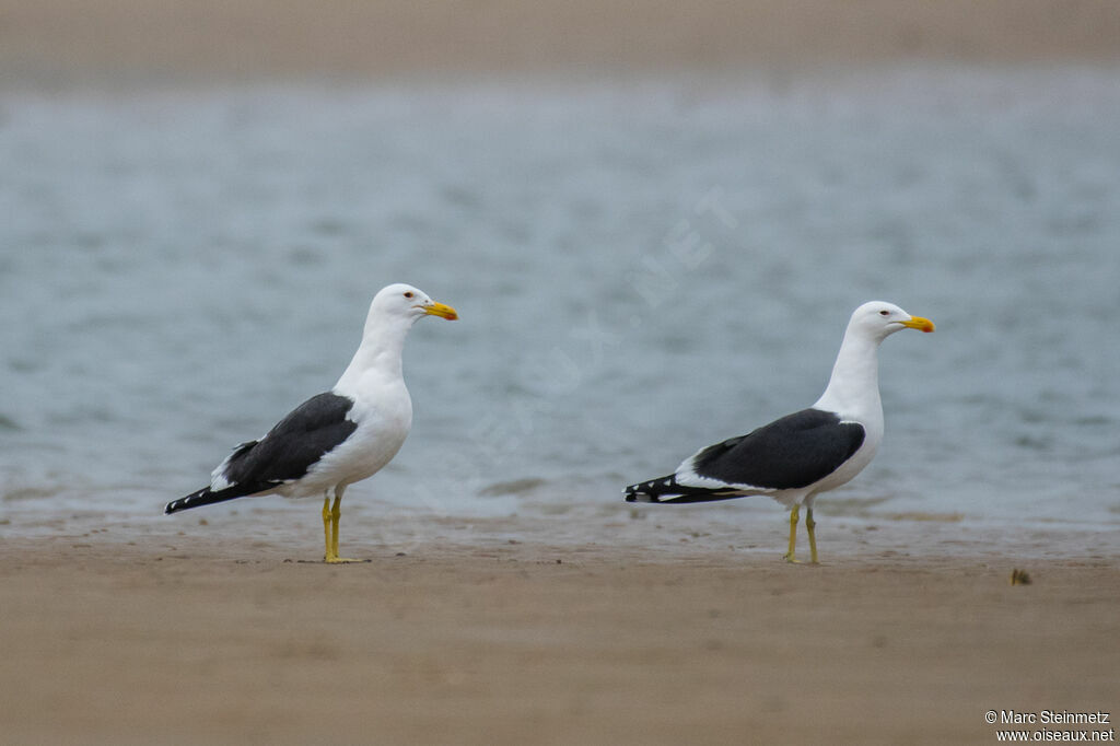 Kelp Gull