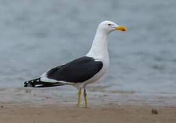 Kelp Gull