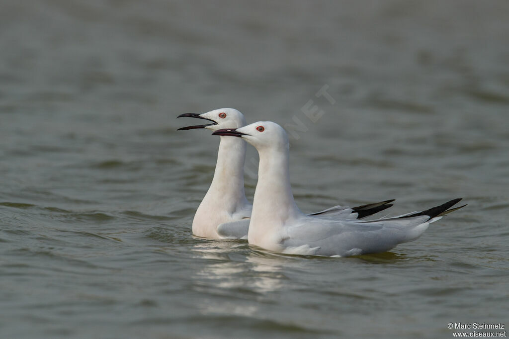 Slender-billed Gull