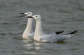 Slender-billed Gull