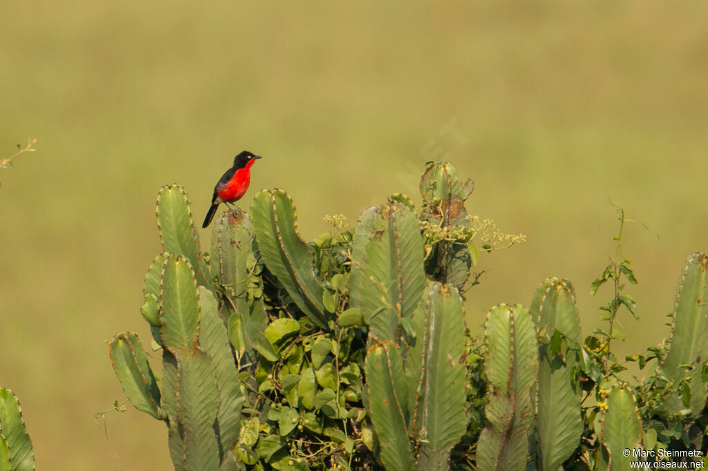 Black-headed Gonolek