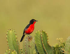 Black-headed Gonolek