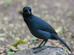 Slate-colored Boubou