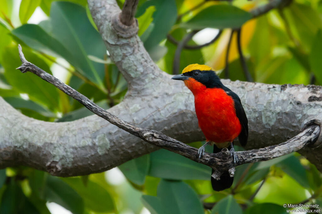 Yellow-crowned Gonolek