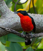 Yellow-crowned Gonolek