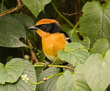 Lühder's Bushshrike