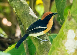 Lühder's Bushshrike